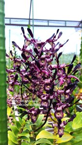 Dendrobium Sri Mulyani