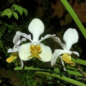 Papilionanda Lim Chiauw