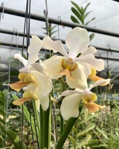 Papilionanda Lim Chiauw