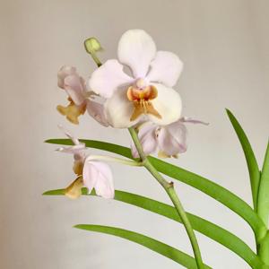 Papilionanda Lim Chiauw