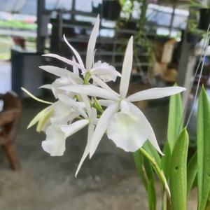Brassocattleya Lim Guat Bee