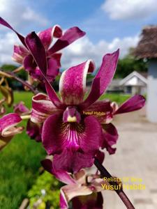 Dendrobium Relicts of Wira