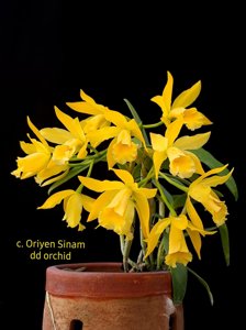 Cattleya Oriyen Sinam
