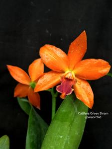 Cattleya Oriyen Sinam