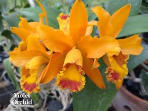 Cattleya Oriyen Sinam