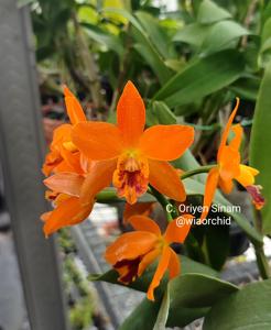 Cattleya Oriyen Sinam