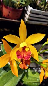 Cattleya Oriyen Sinam