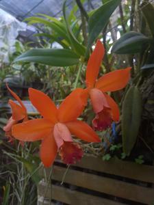 Cattleya Oriyen Sinam