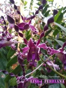 Dendrobium Linda Febriana