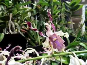 Dendrobium Linda Febriana
