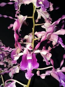 Dendrobium Linda Febriana