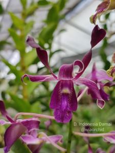 Dendrobium Indonesia Damai