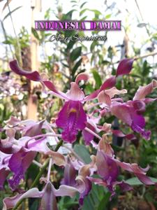 Dendrobium Indonesia Damai