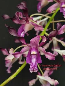 Dendrobium Indonesia Damai