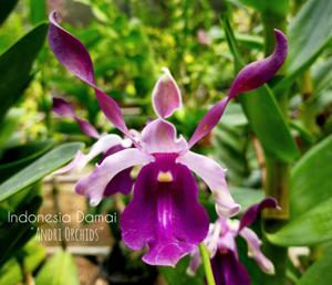 Dendrobium Indonesia Damai