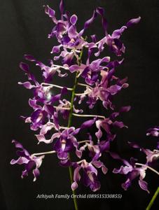 Dendrobium Indonesia Damai