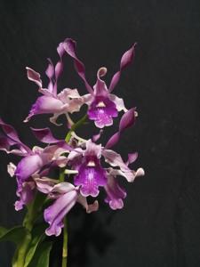 Dendrobium Indonesia Damai