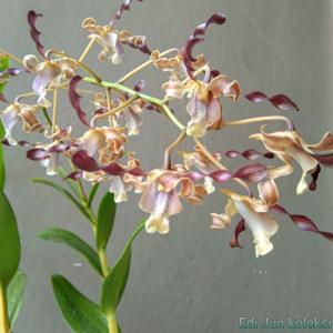 Dendrobium Indonesia Damai