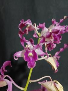 Dendrobium Indonesia Damai