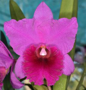 Rhyncholaeliocattleya Ubon Storm