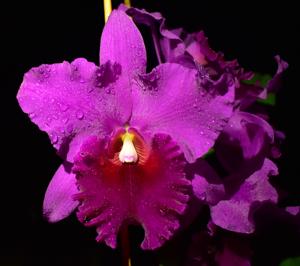 Rhyncholaeliocattleya Ubon Storm