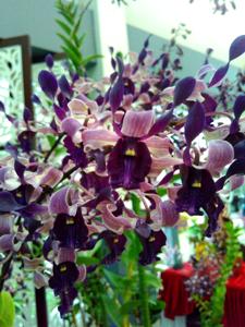 Dendrobium Yanny Rahmasari