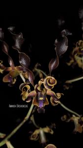 Dendrobium Yuwono Mega Karya