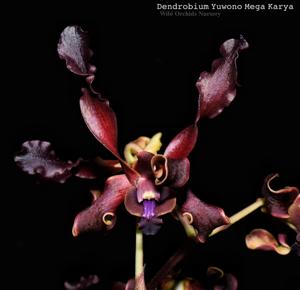 Dendrobium Yuwono Mega Karya