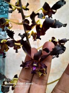 Dendrobium Yuwono Mega Karya