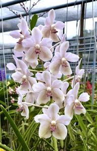 Sweetara Woon-Chew Tang Wah