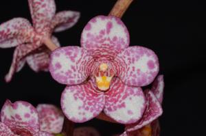 Sarcochilus Kulnura Loyalty