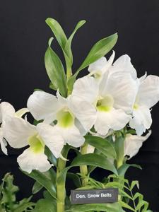 Dendrobium Snow Bells