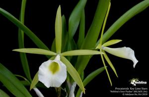 Procatavola Key Lime Stars