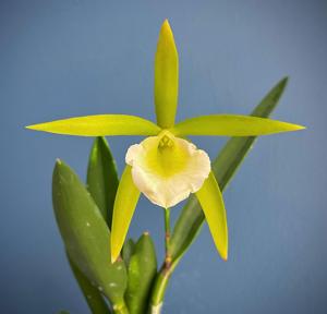 Procatavola Key Lime Stars