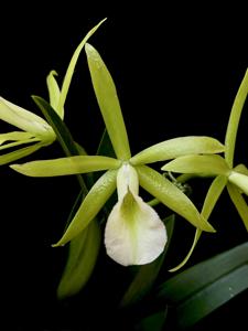 Procatavola Key Lime Stars