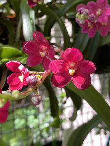 Sarcochilus Kulnura Duet