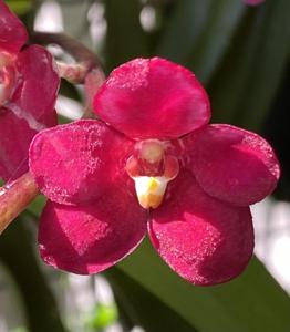 Sarcochilus Kulnura Duet