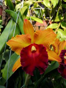 Rhyncholaeliocattleya Smiley Aoki