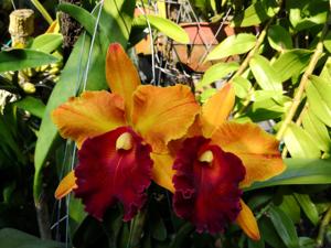 Rhyncholaeliocattleya Smiley Aoki