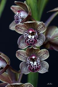 Cymbidium Cheryl Erins