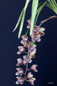 Cymbidium Cheryl Erins