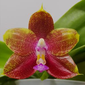 Phalaenopsis Miki Java Empire