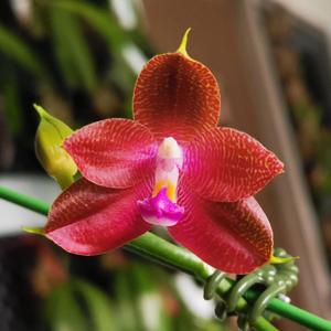 Phalaenopsis Miki Java Empire