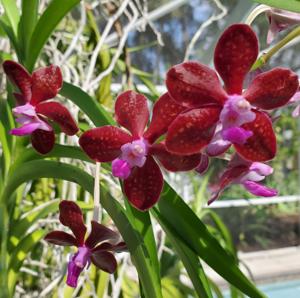 Papilionanda Motes Purple Haze