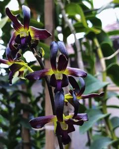 Dendrobium Jaguar