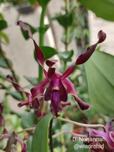 Dendrobium Nurjanah