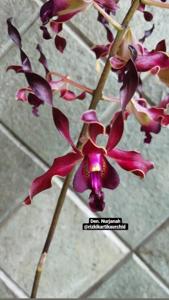 Dendrobium Nurjanah