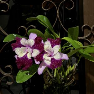 Cattleya Nakornchaisri Fancy