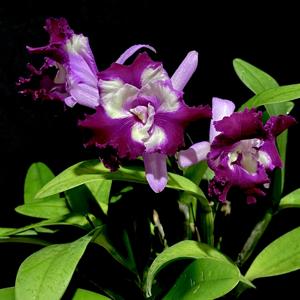 Cattleya Nakornchaisri Fancy