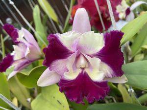 Cattleya Nakornchaisri Fancy